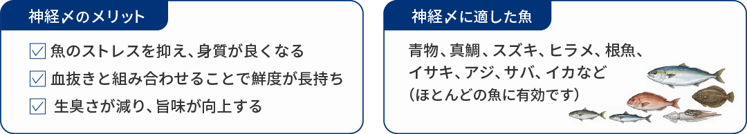 神経〆のメリット 神経〆に適した魚
