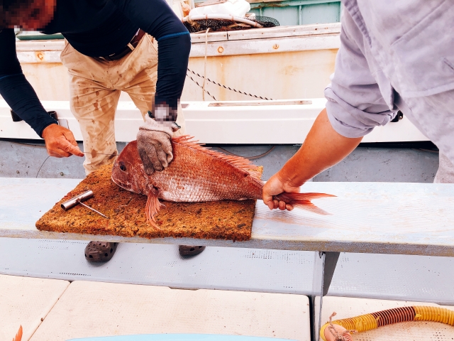 魚の背骨に沿って神経締め用ワイヤーを入れている手元の写真。処置する位置と道具が分かる構図