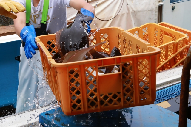 市場やスーパーに並ぶ一般的な鮮魚の写真。流通過程を連想させるもの