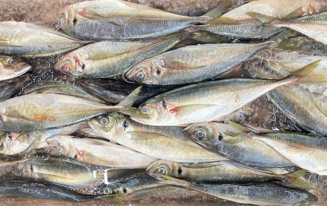 大きさや脂の乗りが異なる天然魚が並んでいる写真。一匹ごとの個体差が分かる構図