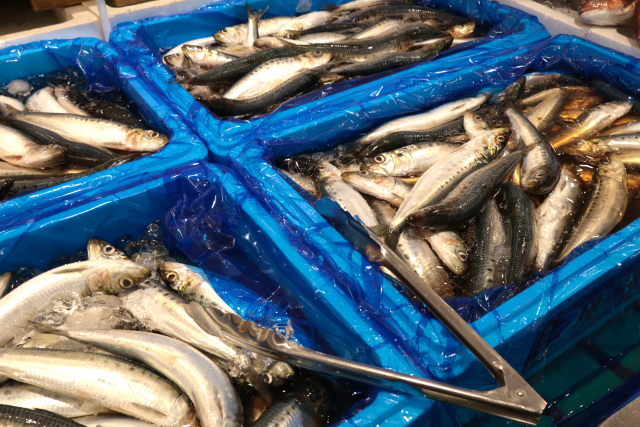 血抜きをしていない魚の血合い部分が分かる写真。処理の有無による違いが伝わる構図