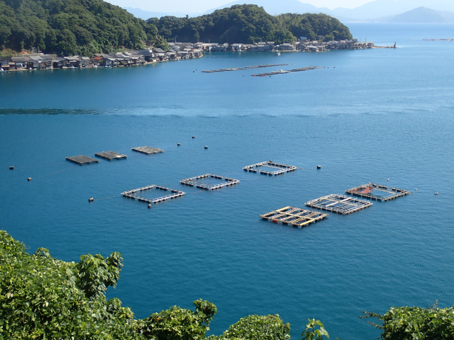 管理された生け簀で養殖魚が育てられている写真。安定した環境で育つ様子が伝わるもの