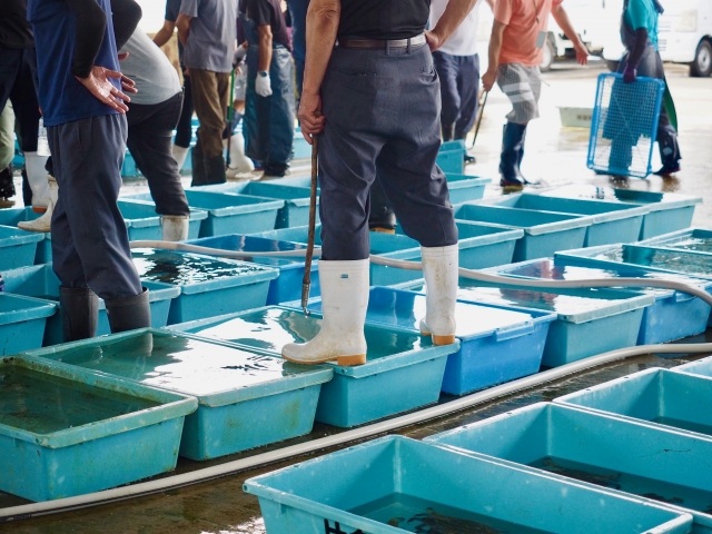 多くの魚が並ぶ市場の競り場の写真。産地や処理状況が見えにくい流通の様子を連想させるもの