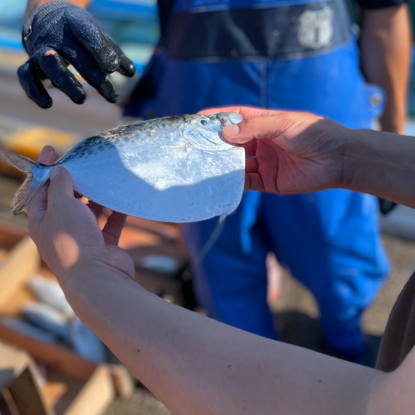 店主が一匹の魚を手に取り、状態を見極めている写真。魚と向き合う仕事ぶりが伝わるもの