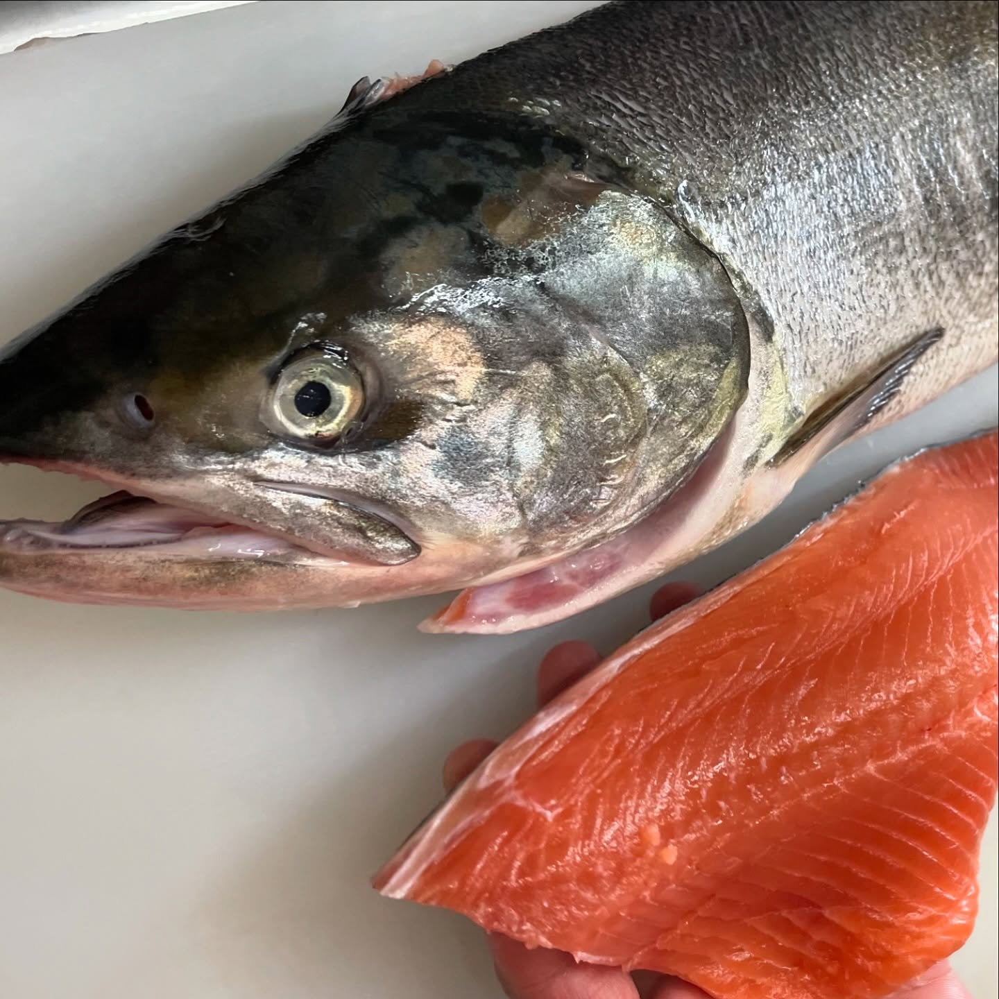 天然魚と養殖魚の切り身を並べて置いている写真。見た目や色味の違いが伝わる構図