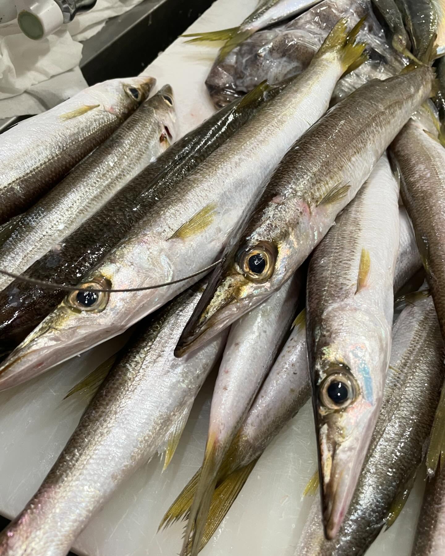 珍しい魚や小ぶりな魚が丁寧に梱包されて届いた写真