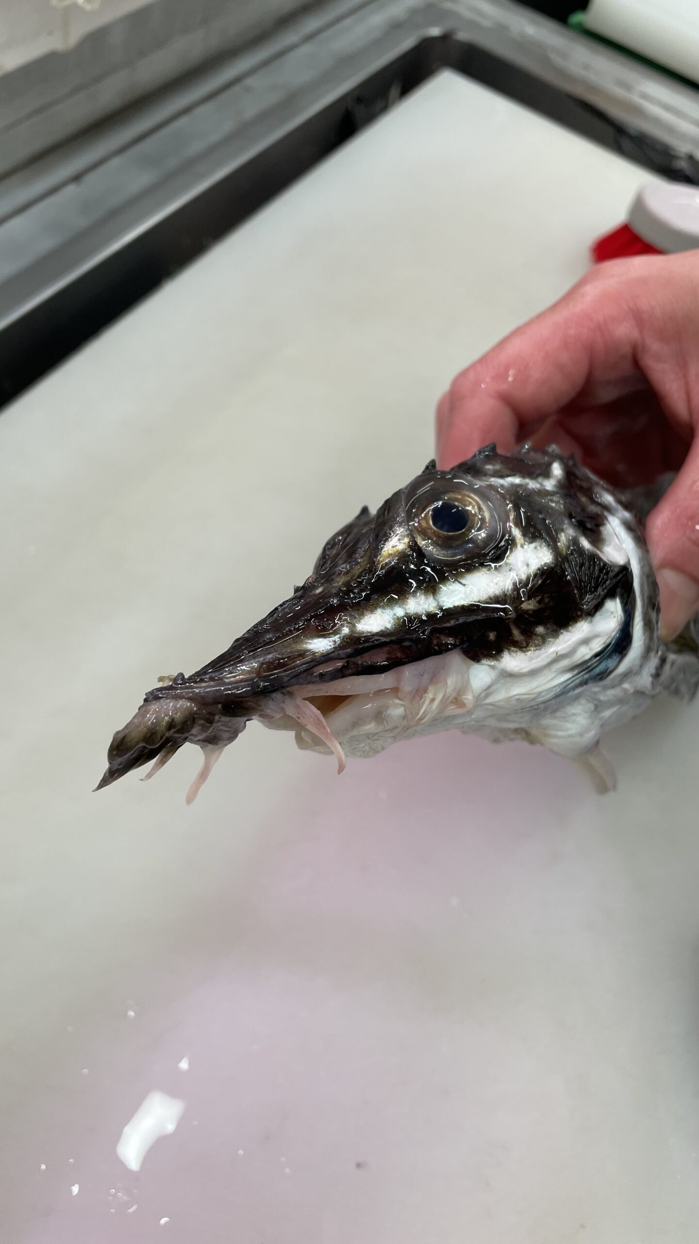 漁師から届いた箱を開けた際の、見慣れない魚を含む水揚げの写真